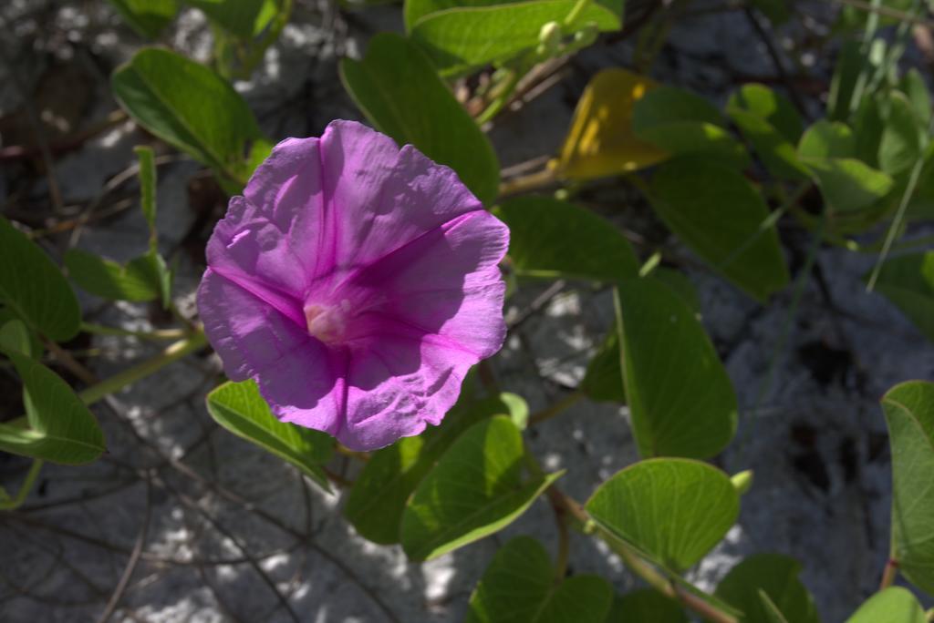 范德比尔特海滩度假村 North North Naples 外观 照片
